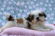 Shihtzu piesek mini