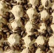 Dubia 2-3cm 100szt + POKARM I HYDROŻEL GRATIS! Karaczany Argentyńskie! 