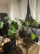 Monstera na sorzedaż