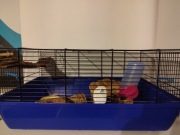 Klatka dla myszki , myszoskoczka