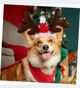 Opaska Renifer Rogi Dla Psa Kota 