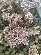 Rozchodnik biały (Sedum album) miododajny (5szt)