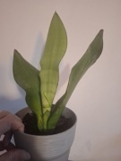 Sansevieria'Moonshine' KSIĘŻYCOWA PIĘKNOŚĆ