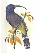 Wyspy Św Tomasza i Książęce - Ptaki, (zestaw 533)