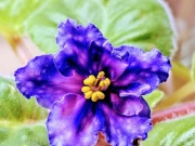 Fiołek afrykański DN Fajna Kraila liść 