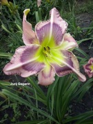 Liliowiec Jurij Gagarin