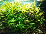 Kryptokoryna wendtii green i brown 