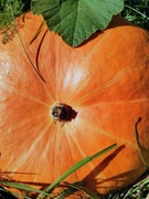 Przecier z dyni bez dodatków 180g {5zł/100g}