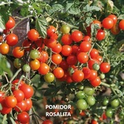 Pomidor Rosalita - Nasiona