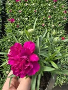 Goździk, bylina - purpura, niski, pachnący 