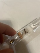 Manica Rubida królowa + 2 robotnice, mrówki