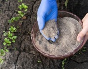 Naturalny popiół drzewny – czysty, przesiewany, idealny nawóz ogrodowy