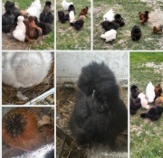 Jaja lęgowe silka jedwabista