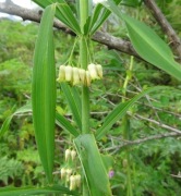 Kokoryczka okółkowa / Polygonatum verticillatum Himalayan Giant