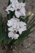 Irys syberyjski 'Not Quite White' Iris sibirica