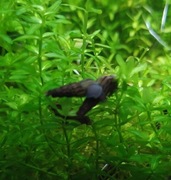 Ślimaki świderki 10szt duże