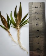 Xyris sp. Red młody, rośliny kolekcjonerskie, rarytas. 