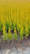 Thuja tuja smaragd P11 45-60 cm 3,50 zł