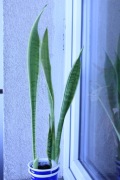 Sanseveria kilkuletnia