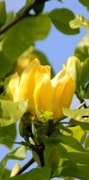 Magnolia yellow bird 