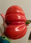 Pomidor Gargamel czerwony nasiona kolekcjonerskie