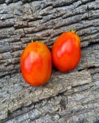 RUSSIAN BIG ROMA Pomidor Kolekcjonerski 