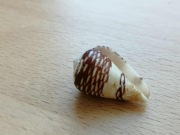 Conus mercator (Linnaeus, 1758) - 25 mm