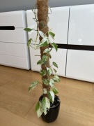 Epipremnum Pinnatum Marble