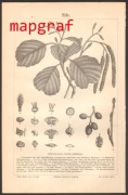 DRZEWA OLCHA litografia z 1888 roku ORYGINAŁ