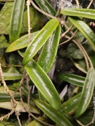 Hoya Minibelle - 4 liście z tej sadzonki do ukorzenienia 