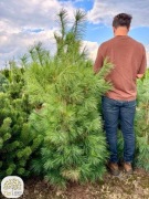 sosna wejmutka, Pendula, sosna himalajska, 140-350cm, kopane z gruntu