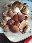 Grzyby, Prawdziwki, świeże dzisiaj zbierane