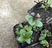 Mięta czekoladowa, sadzonka