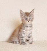 Śliczna koteczka Maine Coon z rodowodem PZF/WCF - Legalna hodowla