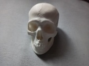 Druk 3D mini czaszka ludzka