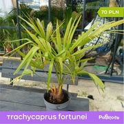 Palma Trachycarpus fortunei 