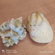 Świece kolekcjonerskie " Muszle"