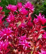 Rozchodnik kaukaski  voodoo