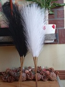 Czarna trawa pampasowa 20 sztuk 