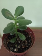 Grubosz drzewko szczęścia sukulenty 