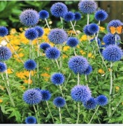 Przegorzan kulisty miododajny sadzonki 