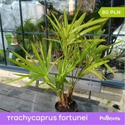 Palma Trachycarpus fortunei 