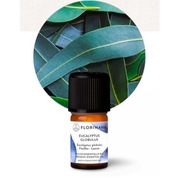 Olejek eteryczny Eukaliptus gałkowy organiczny Florihana 5g Globulus