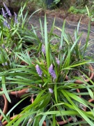 Liriope Ingwersen