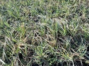 Turzyca sina p9 sadzonki