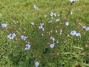 Cykoria podróżnik ziele 100g z Bieszczad 