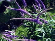 Przetacznikowiec syberyjski-niebieski 50n 