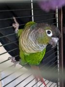 PAPUGA Rudosterki zielonolice WROCŁAW