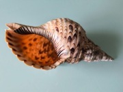 Muszla kolekcjonerska - trąba trytona (Charonia tritonis)