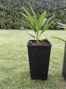 Palmy Palma Mrozoodorne do ogrodu ogród